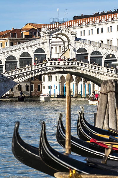 Venice, Veneto, Italy. Gondolas and Rialto Bridge on the Grand Canal