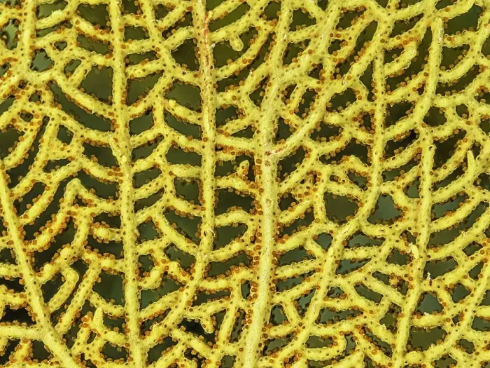 Framed Print : Venus Sea Fan (Gorgonia flabellum), Grand Cayman, Cayman Islands, British West Indies Framed Print : Venus Sea Fan (Gorgonia flabellum), Grand Cayman, Cayman Islands, British West Indies