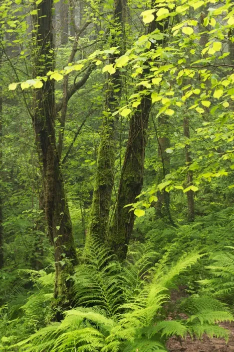 Framed Print : Verdant woodland in mid Devon, England. Summer (June) Framed Print : Verdant woodland in mid Devon, England. Summer (June)
