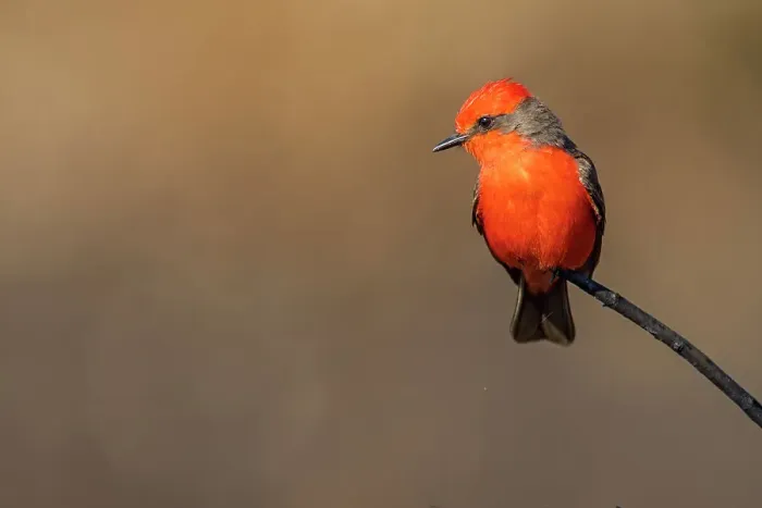Framed Print : Vermilion flycatcher (Pyrocephalus rubinus), St. Marks NWR, Florida, USA Framed Print : Vermilion flycatcher (Pyrocephalus rubinus), St. Marks NWR, Florida, USA