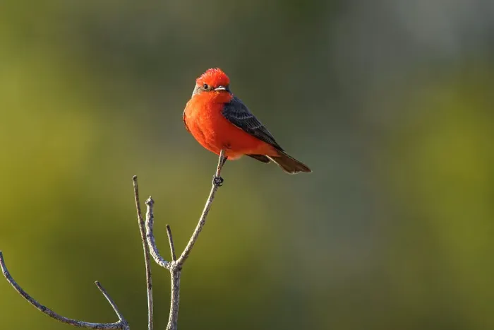 Framed Print : Vermilion flycatcher (Pyrocephalus rubinus) Male, St. Marks NWR, Florida, USA Framed Print : Vermilion flycatcher (Pyrocephalus rubinus) Male, St. Marks NWR, Florida, USA