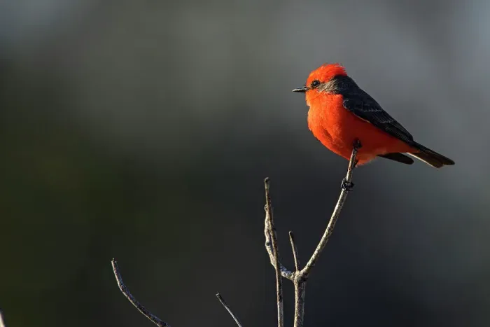 Framed Print : Vermilion flycatcher (Pyrocephalus rubinus) Male, St. Marks NWR, Florida, USA Framed Print : Vermilion flycatcher (Pyrocephalus rubinus) Male, St. Marks NWR, Florida, USA