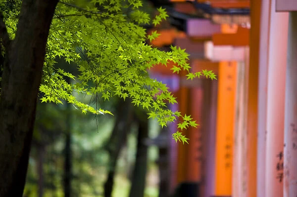 Vermillion Torii Gates, Fushimi-Inari Taisha, Kyoto, Japan