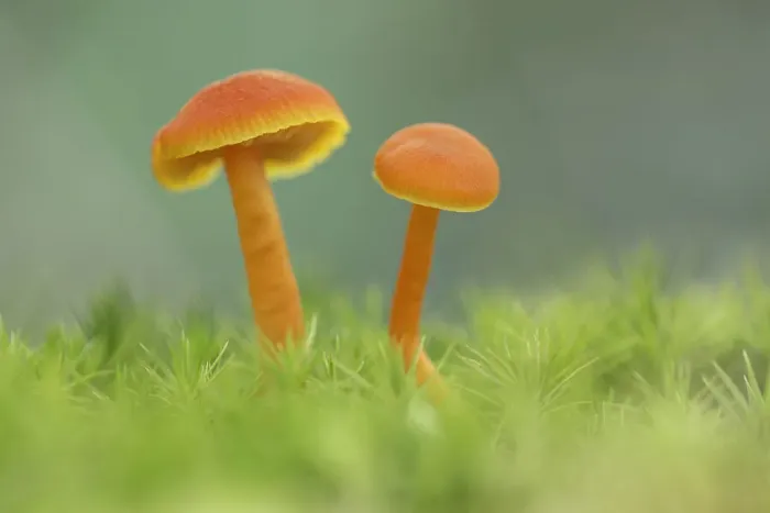 Framed Print : Vermillion Waxcap (Hygrocybe miniata), New Forest National Park, Hampshire, England, UK Framed Print : Vermillion Waxcap (Hygrocybe miniata), New Forest National Park, Hampshire, England, UK
