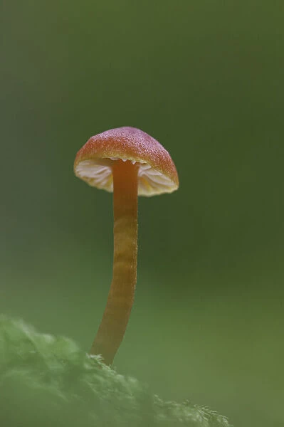 Vermillion Waxcap (Hygrocybe miniata), Uplyme, Devon, England, UK