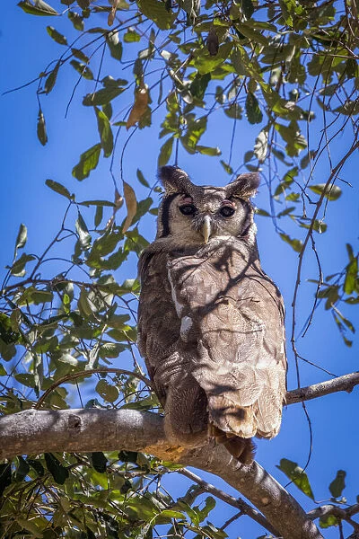 Verreauxs Eagle Owl, Moremi Game Reserve, Okavango Delta, Botswana