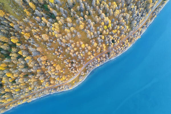 vertical shot of colorful trees along the lake of Livigno, municipality of Livigno