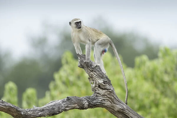 Vervet Monkey (Chlorocebus pygerythrus), Savuti, Botswana, Africa