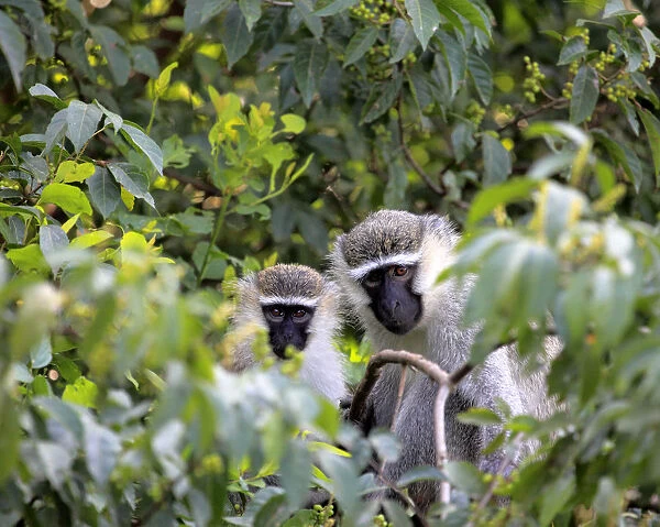 Vervet Monkey (Chlorocebus pygerythrus), Uganda, East Africa
