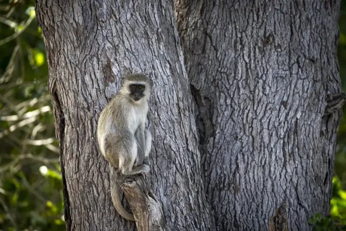 Framed Print : Vervet Monkey, Okavango Delta, Botswana Framed Print : Vervet Monkey, Okavango Delta, Botswana