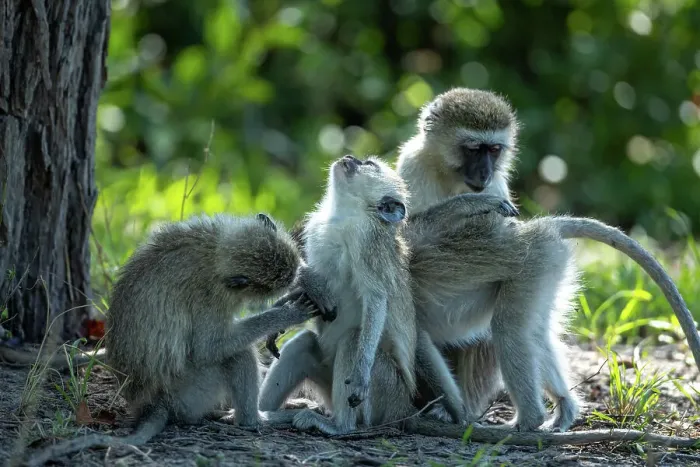 Framed Print : Vervet Monkeys, Okavango Delta, Botswana Framed Print : Vervet Monkeys, Okavango Delta, Botswana
