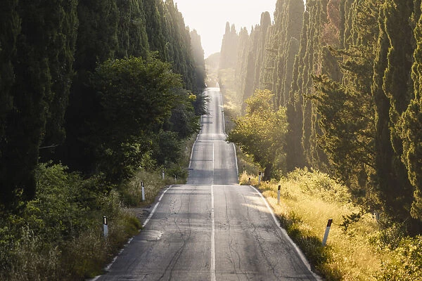 Viale dei Cipressi (Cypress Avenue), Bolgheri, Livorno province, Tuscany, Italy