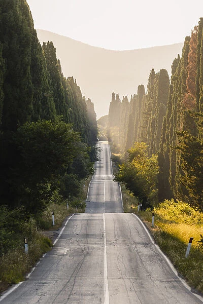 Viale dei Cipressi (Cypress Avenue), Bolgheri, Livorno province, Tuscany, Italy