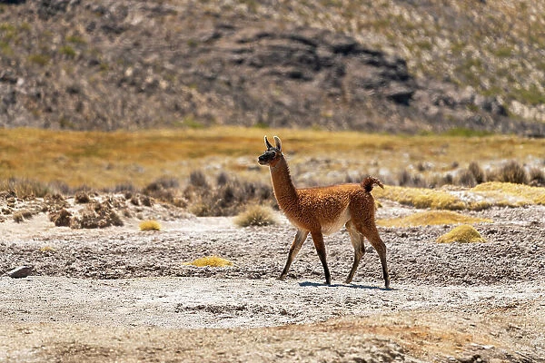 Vicuna (Vicugna vicugna) at Salinas y Aguada Blanca National Reserve, Arequipa Province, Arequipa Region, Peru