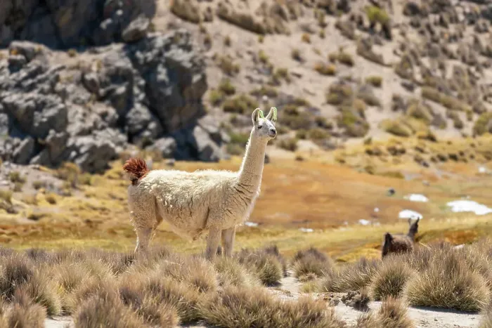 Framed Print : Vicuna (Vicugna vicugna) at Salinas y Aguada Blanca National Reserve, Arequipa Province, Arequipa Region, Peru