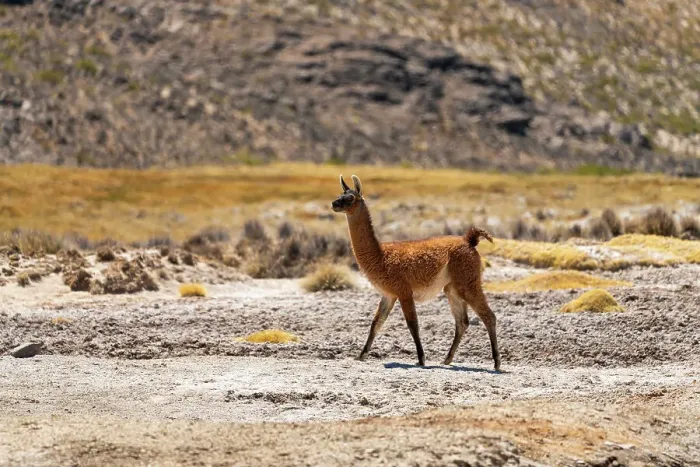 Framed Print : Vicuna (Vicugna vicugna) at Salinas y Aguada Blanca National Reserve, Arequipa Province, Arequipa Region, Peru Framed Print : Vicuna (Vicugna vicugna) at Salinas y Aguada Blanca National Reserve, Arequipa Province, Arequipa Region, Peru