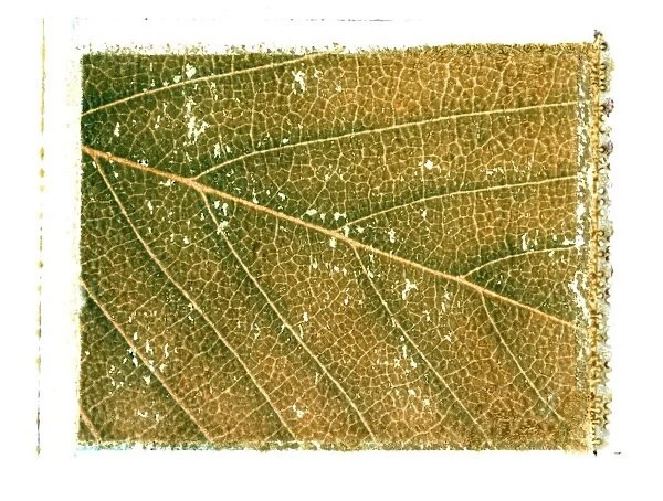 Viens of a leaf