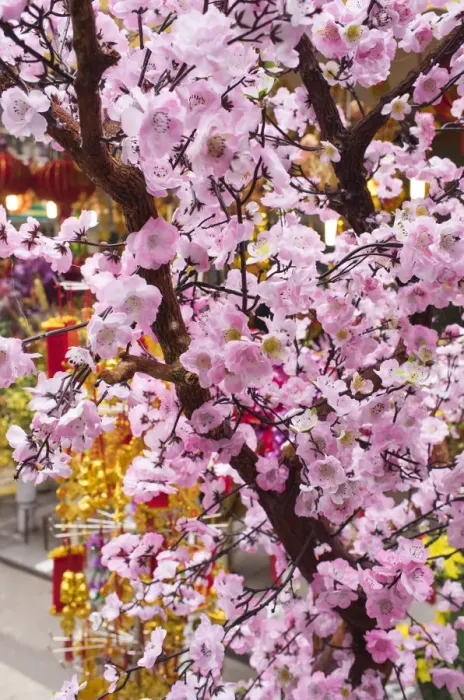 Framed Print : Vietnam, Hanoi, Tet Lunar New Year, cherry blossoms for sale Framed Print : Vietnam, Hanoi, Tet Lunar New Year, cherry blossoms for sale