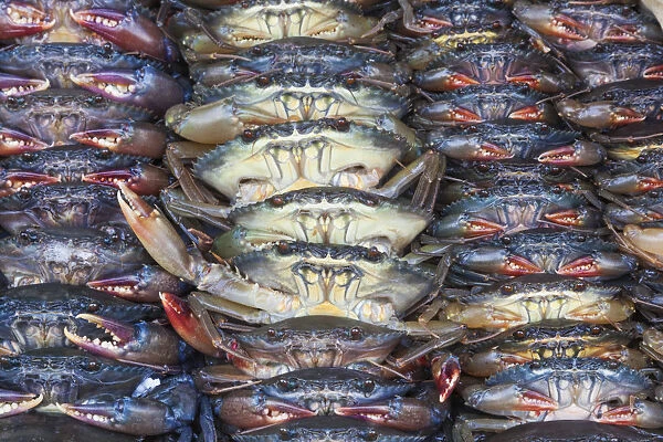 Vietnam, Ho Chi Minh City, Ben Thanh Market, Seafood Stall, Crabs