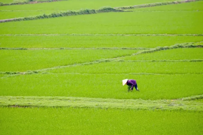 Framed Print : Vietnamese woman working in rice fields, Son Trach, Bo Trach District, Quang Binh Framed Print : Vietnamese woman working in rice fields, Son Trach, Bo Trach District, Quang Binh