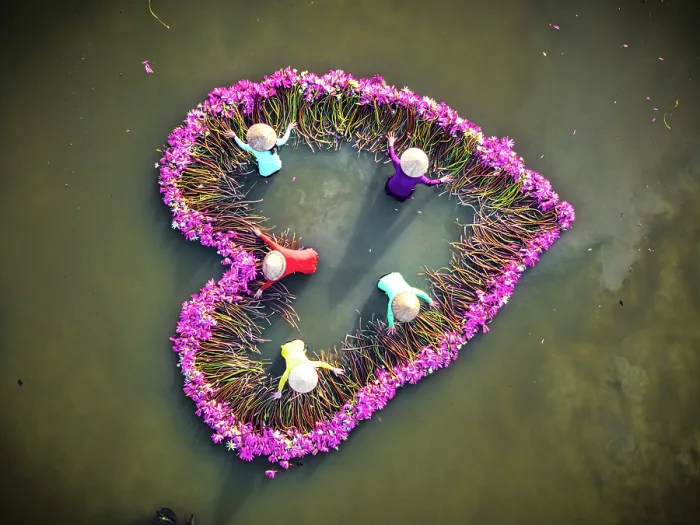 Framed Print : Vietnamese women arranging pink lily flowers into a heart, Mekong Delta, Vietnam. (MR) Framed Print : Vietnamese women arranging pink lily flowers into a heart, Mekong Delta, Vietnam. (MR)