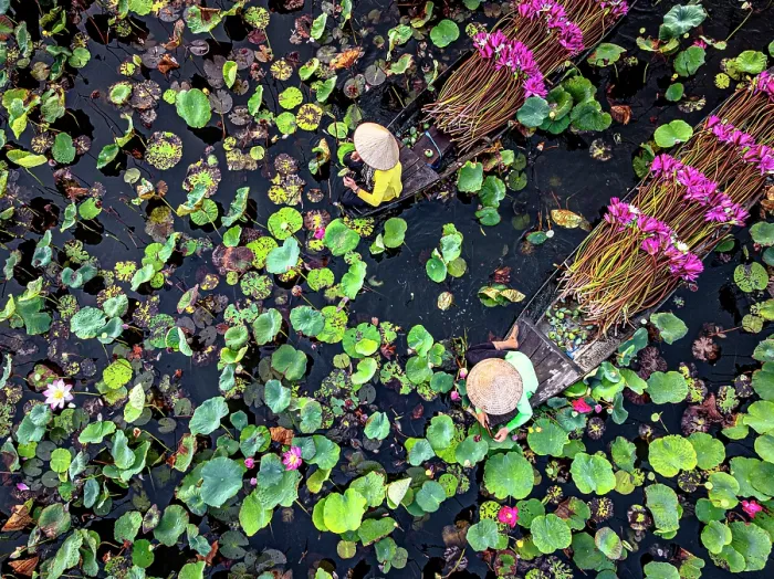Framed Print : Vietnamese women carrying lily flowers through Mekong River covered with lotus, Vietnam. (MR)