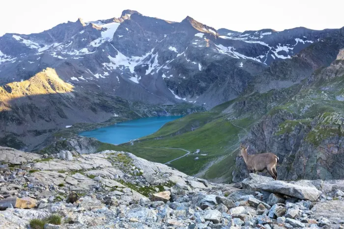 Framed Print : View of Agnel Lake from Colle del Nivolet with Ibex in foreground Framed Print : View of Agnel Lake from Colle del Nivolet with Ibex in foreground