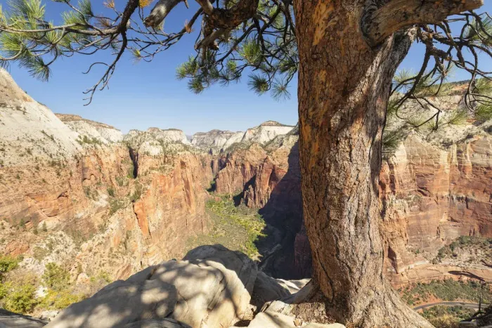 Framed Print : View from Angels Landing into Zion Canyon, Zion National Park; Colorado Plateau; Utah