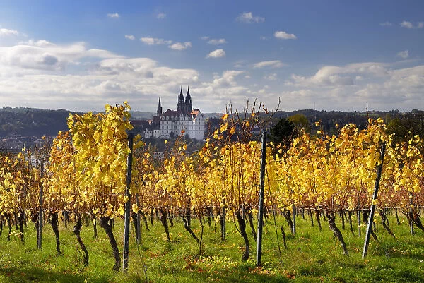 View from the autumn vineyard to Albrechtsburg Meissen, Saxony, Germany, Europe