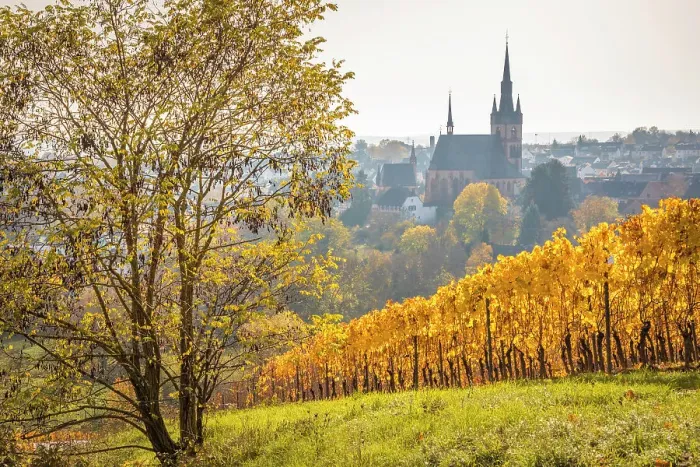 Framed Print : View from the autumnal vineyards on Kiedrich, Rheingau, Hesse, Germany Framed Print : View from the autumnal vineyards on Kiedrich, Rheingau, Hesse, Germany