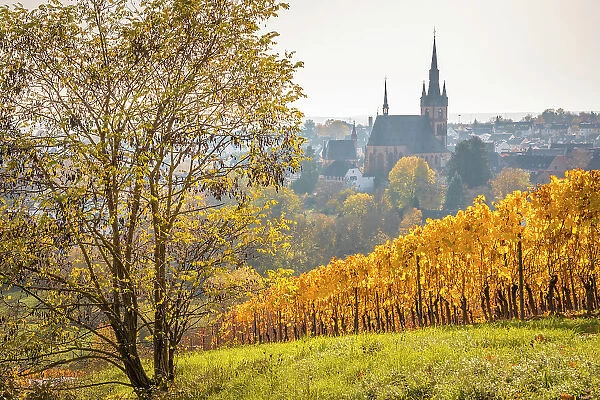 View from the autumnal vineyards on Kiedrich, Rheingau, Hesse, Germany