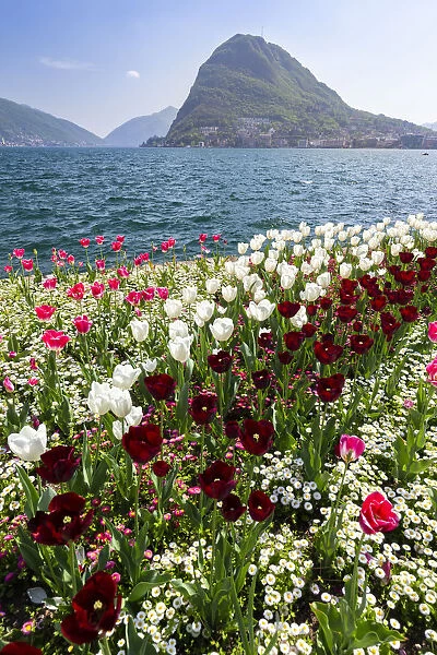 View of blooming flowerbed at Parco Ciani lakefront in Lugano city on a spring day
