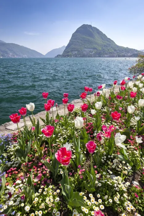 Framed Print : View of blooming flowerbed at Parco Ciani lakefront in Lugano city on a spring day Framed Print : View of blooming flowerbed at Parco Ciani lakefront in Lugano city on a spring day