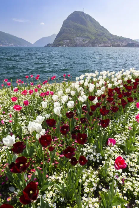 Framed Print : View of blooming flowerbed at Parco Ciani lakefront in Lugano city on a spring day Framed Print : View of blooming flowerbed at Parco Ciani lakefront in Lugano city on a spring day