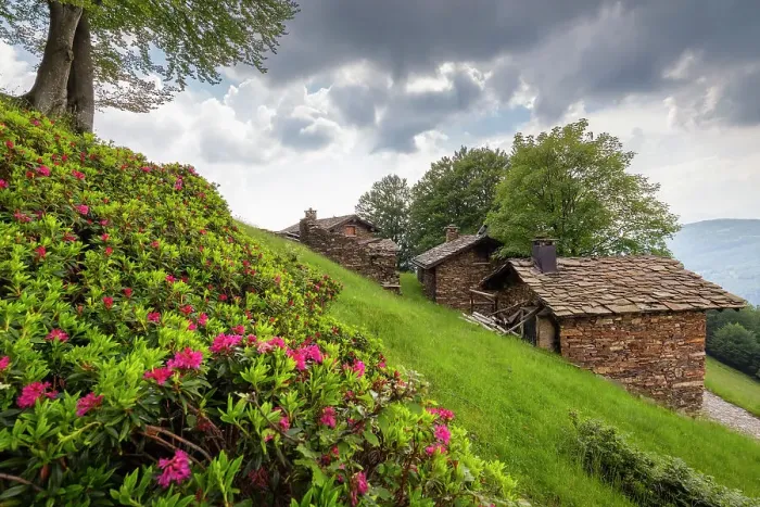 Framed Print : View of the blooming rhododendrons at Alpone di Curiglia in spring. Curiglia con Monteviasco, Veddasca valley, Varese district, Lombardy, Italy Framed Print : View of the blooming rhododendrons at Alpone di Curiglia in spring. Curiglia con Monteviasco, Veddasca valley, Varese district, Lombardy, Italy