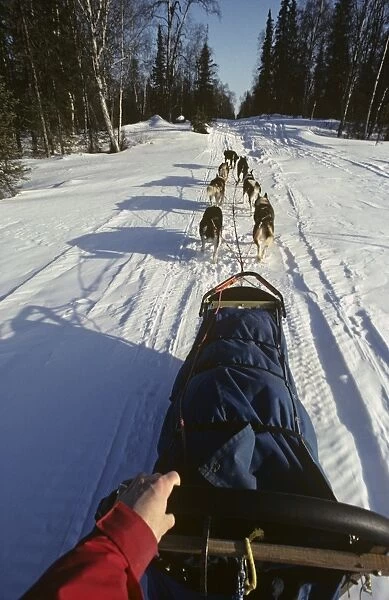 View from the back of a dogsled