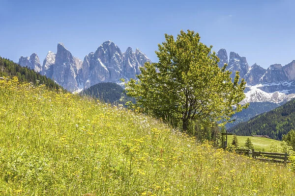 View to the Geisler mountains from St. Magdalena, Villnosstal, South Tyrol, Italy