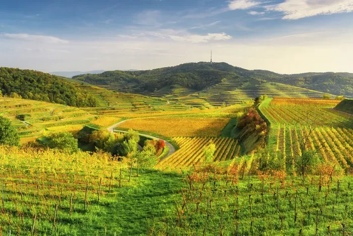 Framed Print : View over the Kaiserstuhl wine-growing region in autumn. Oberbergen, Breisgau, Black Forest, Baden-Wuerttemberg, Germany, Europe Framed Print : View over the Kaiserstuhl wine-growing region in autumn. Oberbergen, Breisgau, Black Forest, Baden-Wuerttemberg, Germany, Europe