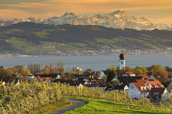 View over Kressbronn to Lake Constance and Swiss Alps with Santis (2502m) during the blossming season of the fruit trees, Upper Swabia, Baden-Wuerttemberg, Germany