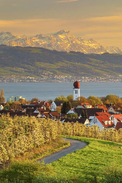View over Kressbronn to Lake Constance and Swiss Alps with Säntis (2502m) during the blossming season of the fruit trees, Upper Swabia, Baden-Wuerttemberg, Germany