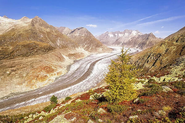 View of a larch tree changing color above the Aletsch glacier, Bernese Alps, Valais canton, Switzerland