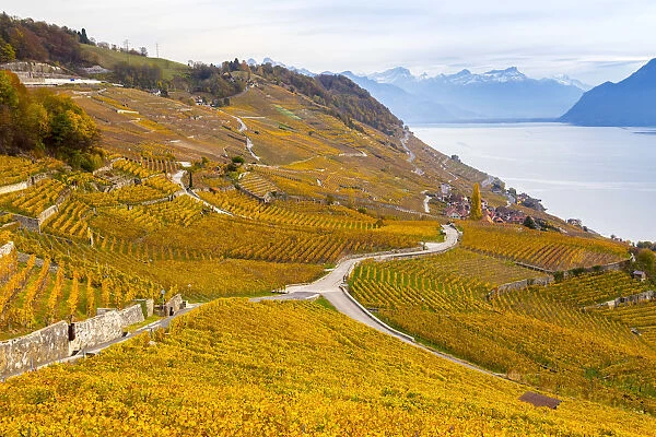 View of the lavaux vineyards surrounding Lake Geneva in autumn, Unesco World Heritage