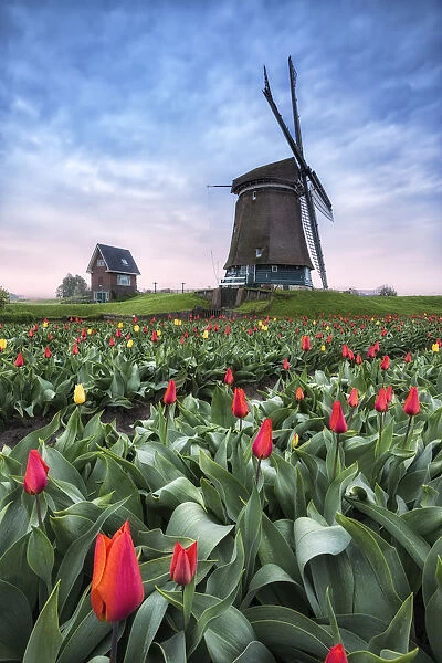 View of multicolored fields of tulips and windmills at spring Berkmeer Koggenland