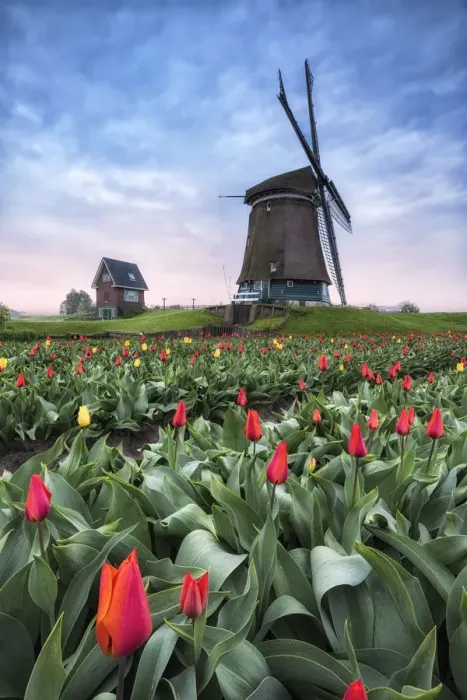 Framed Print : View of multicolored fields of tulips and windmills at spring Berkmeer Koggenland Framed Print : View of multicolored fields of tulips and windmills at spring Berkmeer Koggenland