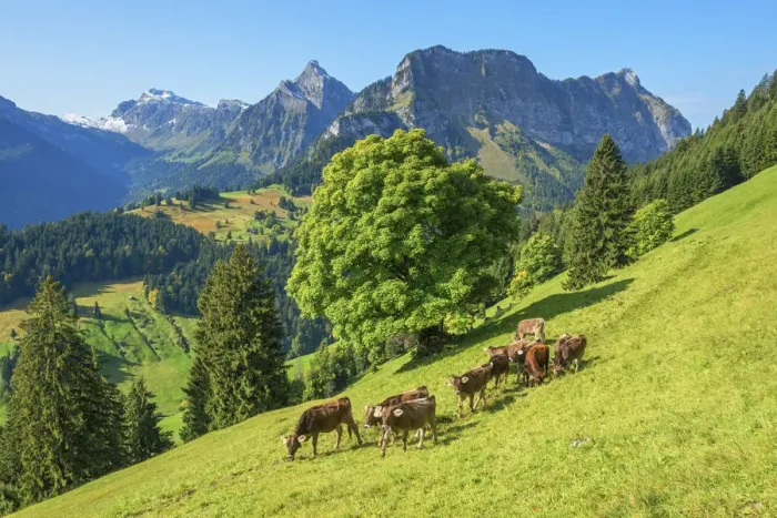 Framed Print : View at Obersee mountain range with cows at Glarner alps at fall, Glarus, Switzerland Framed Print : View at Obersee mountain range with cows at Glarner alps at fall, Glarus, Switzerland