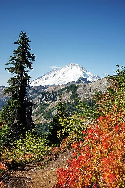 View of the snow capped Mount Baker with beautiful autumn foliage in North Cascades National Park, Washington, USA