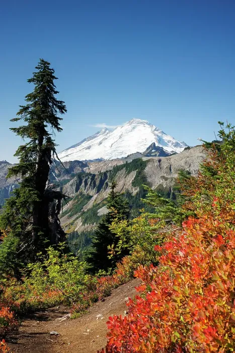 Framed Print : View of the snow capped Mount Baker with beautiful autumn foliage in North Cascades National Park, Washington, USA Framed Print : View of the snow capped Mount Baker with beautiful autumn foliage in North Cascades National Park, Washington, USA