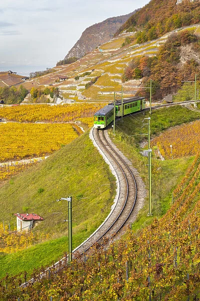 View of the train and railway in the surrounding vineyards of Aigle castle in autumn