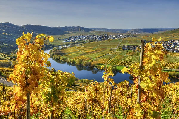 View at Trittenheim and Leiwen with river Mosel at fall, Rhineland-Palatine, Germany