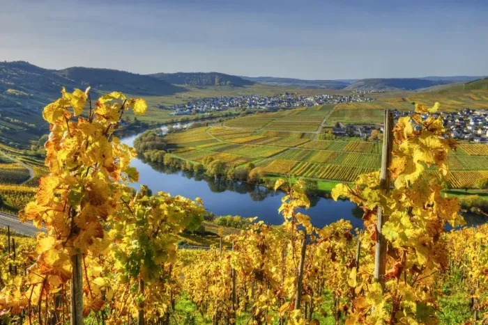 Framed Print : View at Trittenheim and Leiwen with river Mosel at fall, Rhineland-Palatine, Germany Framed Print : View at Trittenheim and Leiwen with river Mosel at fall, Rhineland-Palatine, Germany